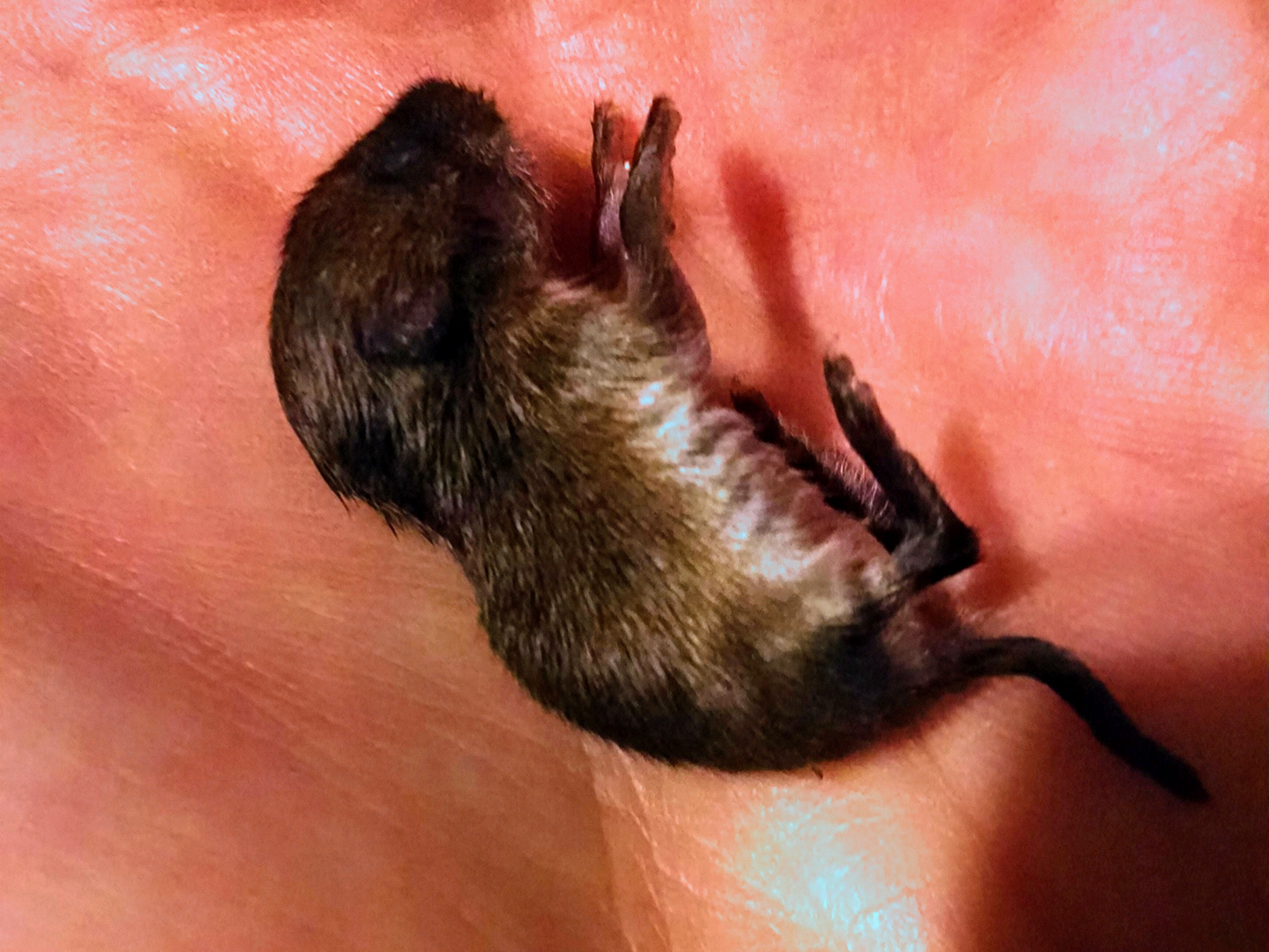 A tiny, baby vole with thin brown fur, held in the palm of a hand