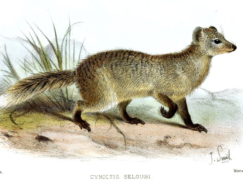 A mongoose