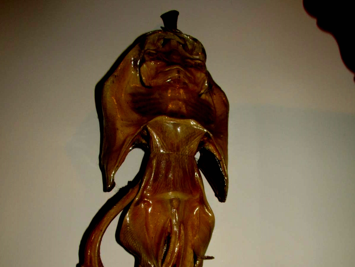 A taxidermied skate called a Jenny Haniver