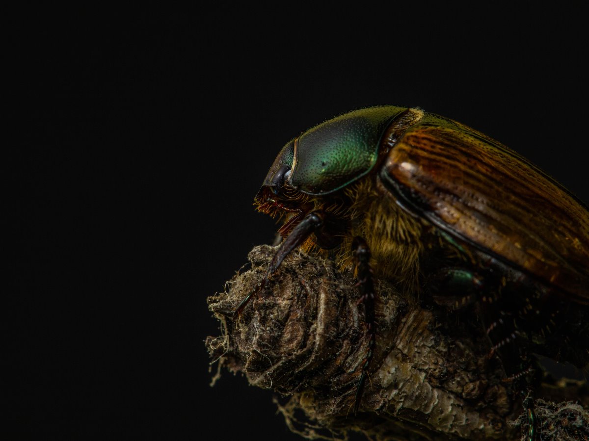 A scarab on a log