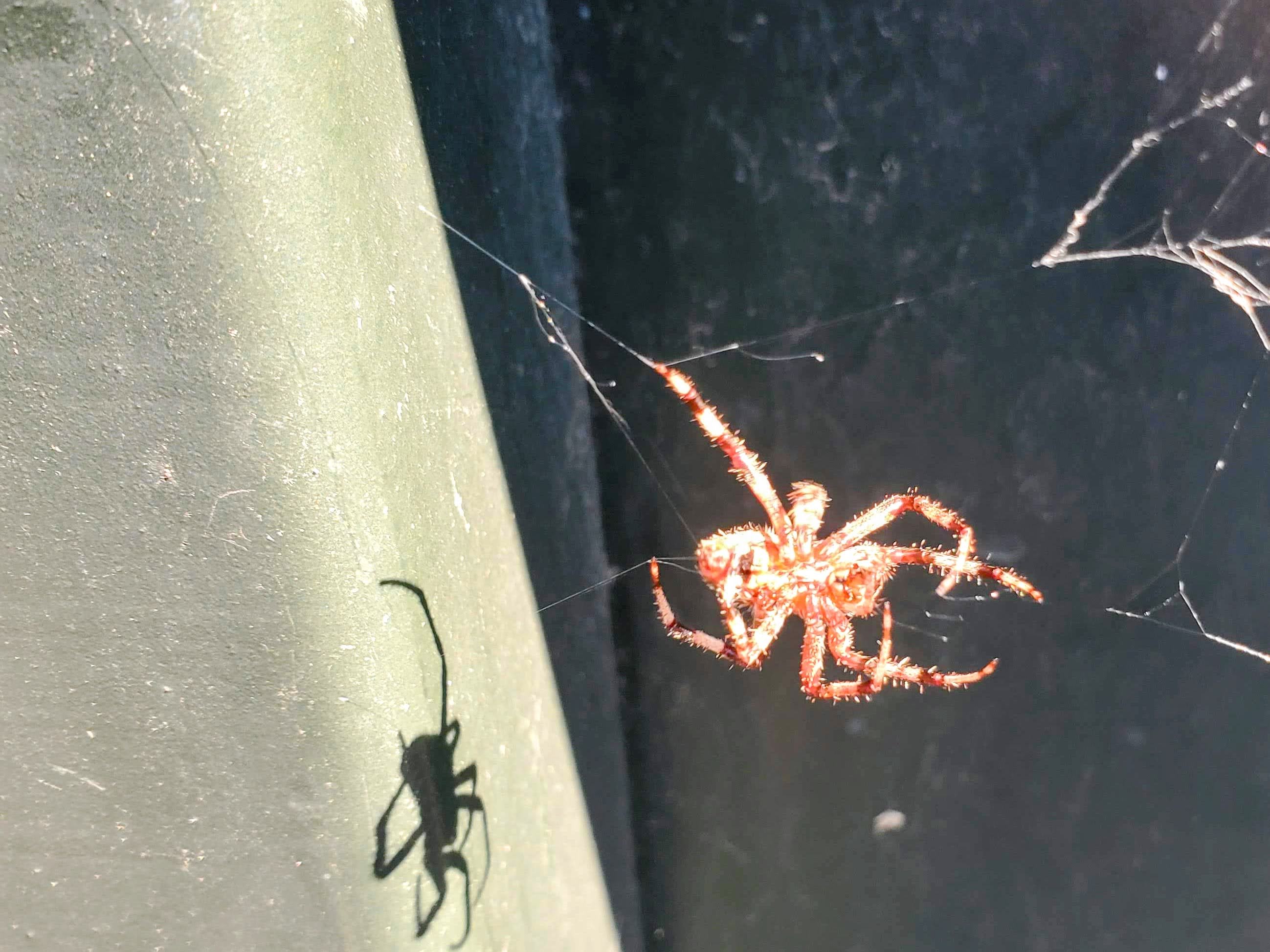 A red spider casting a shadow