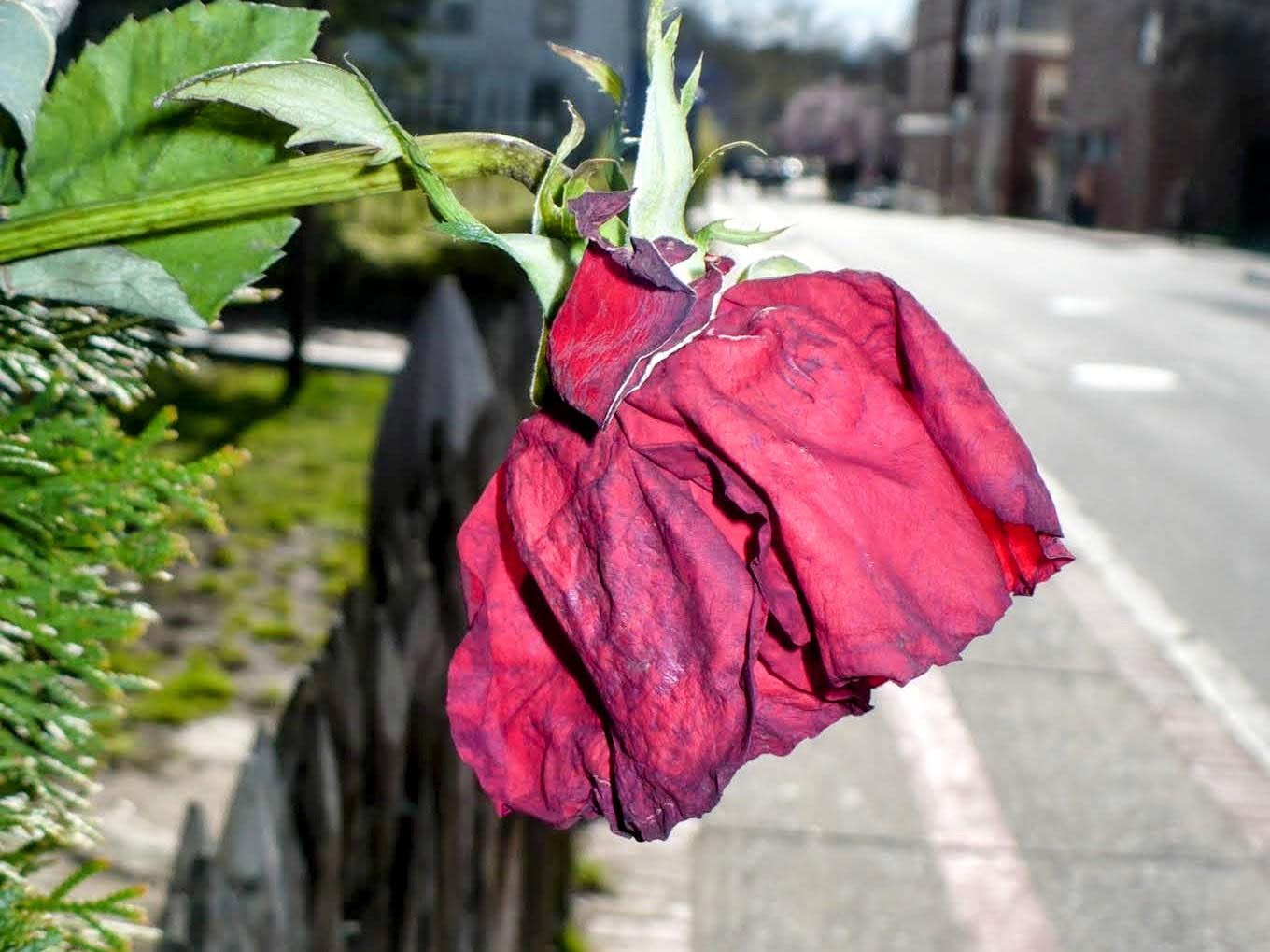 A wilted rose